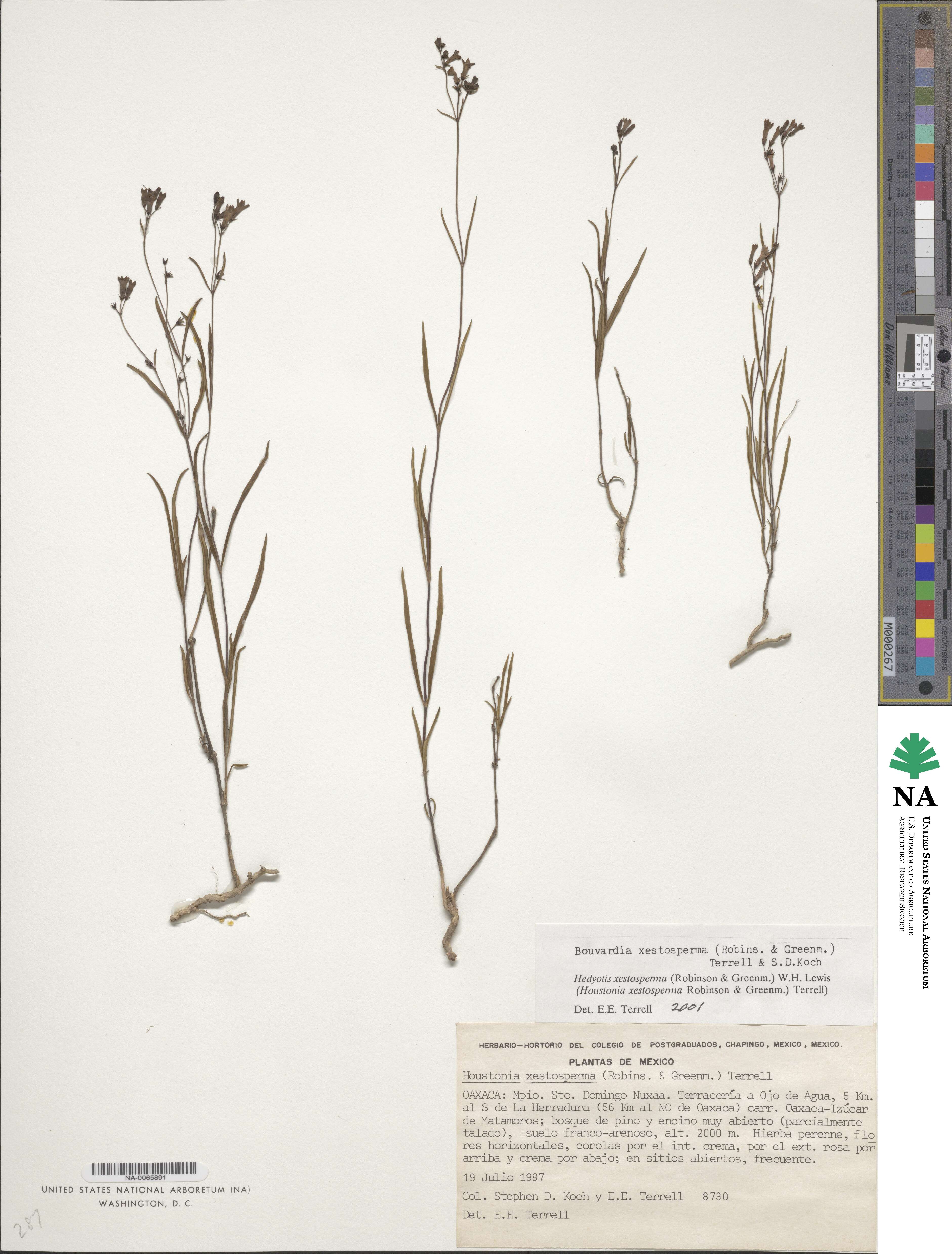 Bouvardia xestosperma image