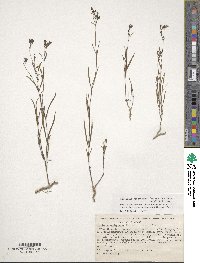 Bouvardia xestosperma image