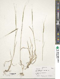 Aegilops cylindrica image