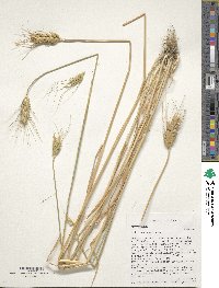 Triticum aestivum image