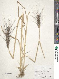 Triticum aestivum image