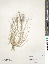 Aegilops triuncialis image