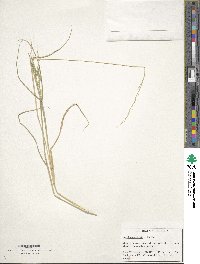 Image of Eriochloa contracta