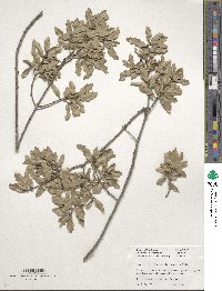 Quercus grisea image