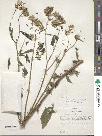 Vernonia galamensis image