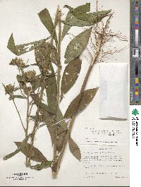 Vernonia galamensis image