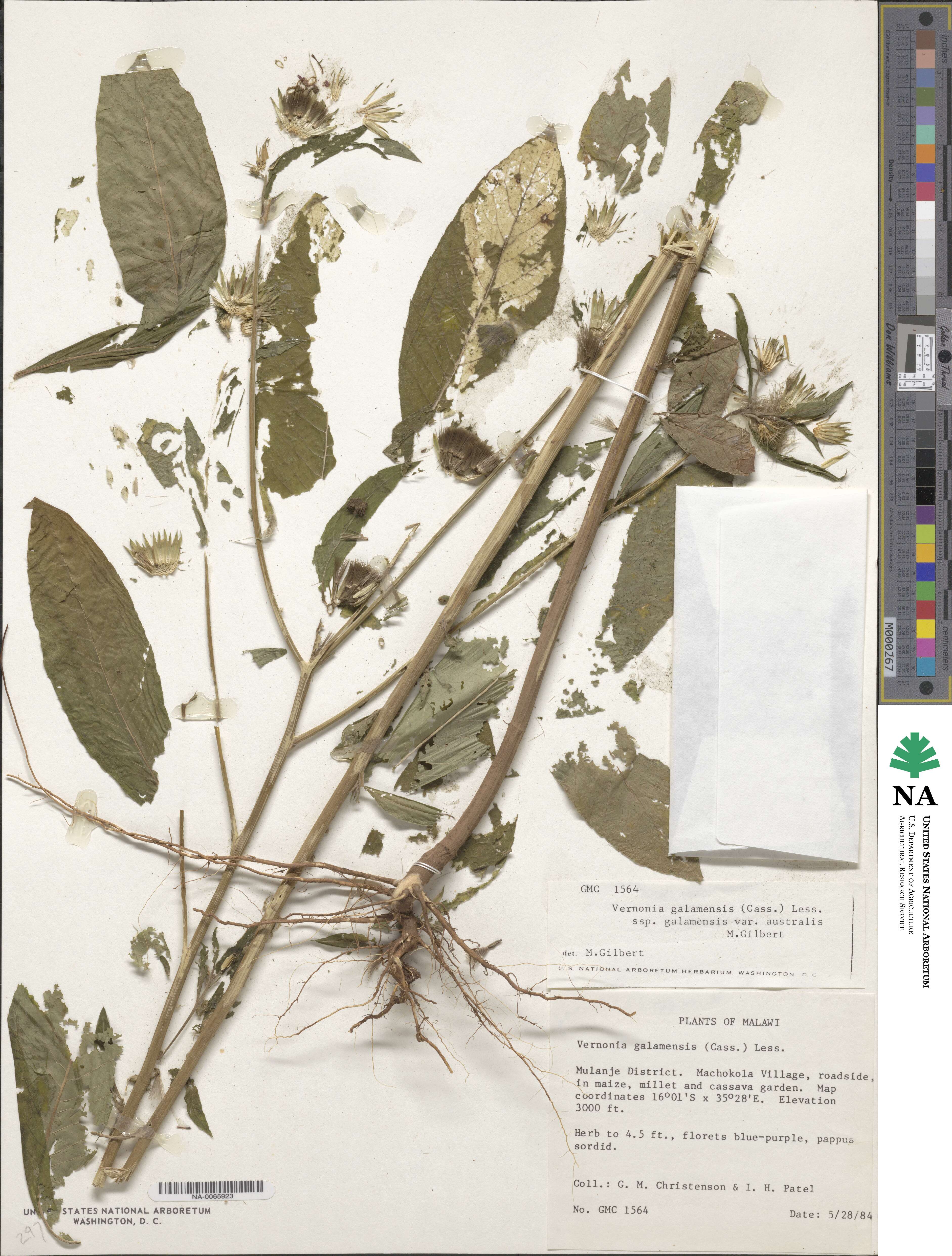 Vernonia image