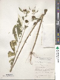 Vernonia galamensis image