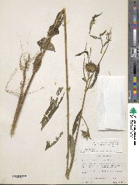 Vernonia galamensis image