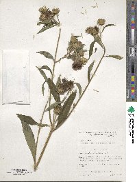 Vernonia galamensis image