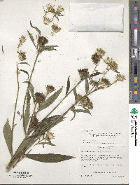 Vernonia galamensis image