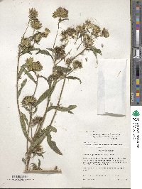 Vernonia galamensis image