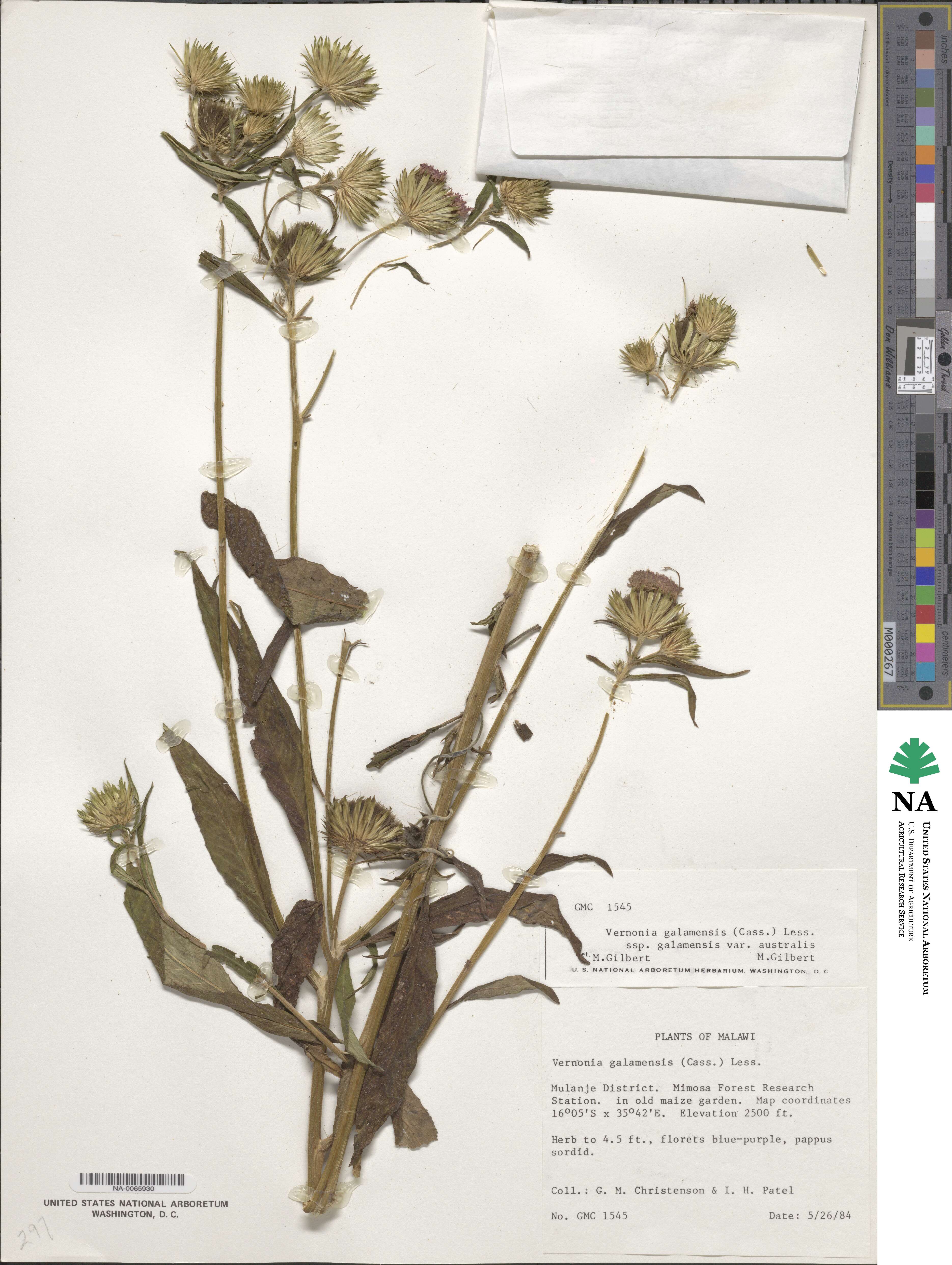 Vernonia galamensis image