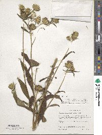 Vernonia galamensis image