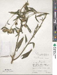 Vernonia galamensis image