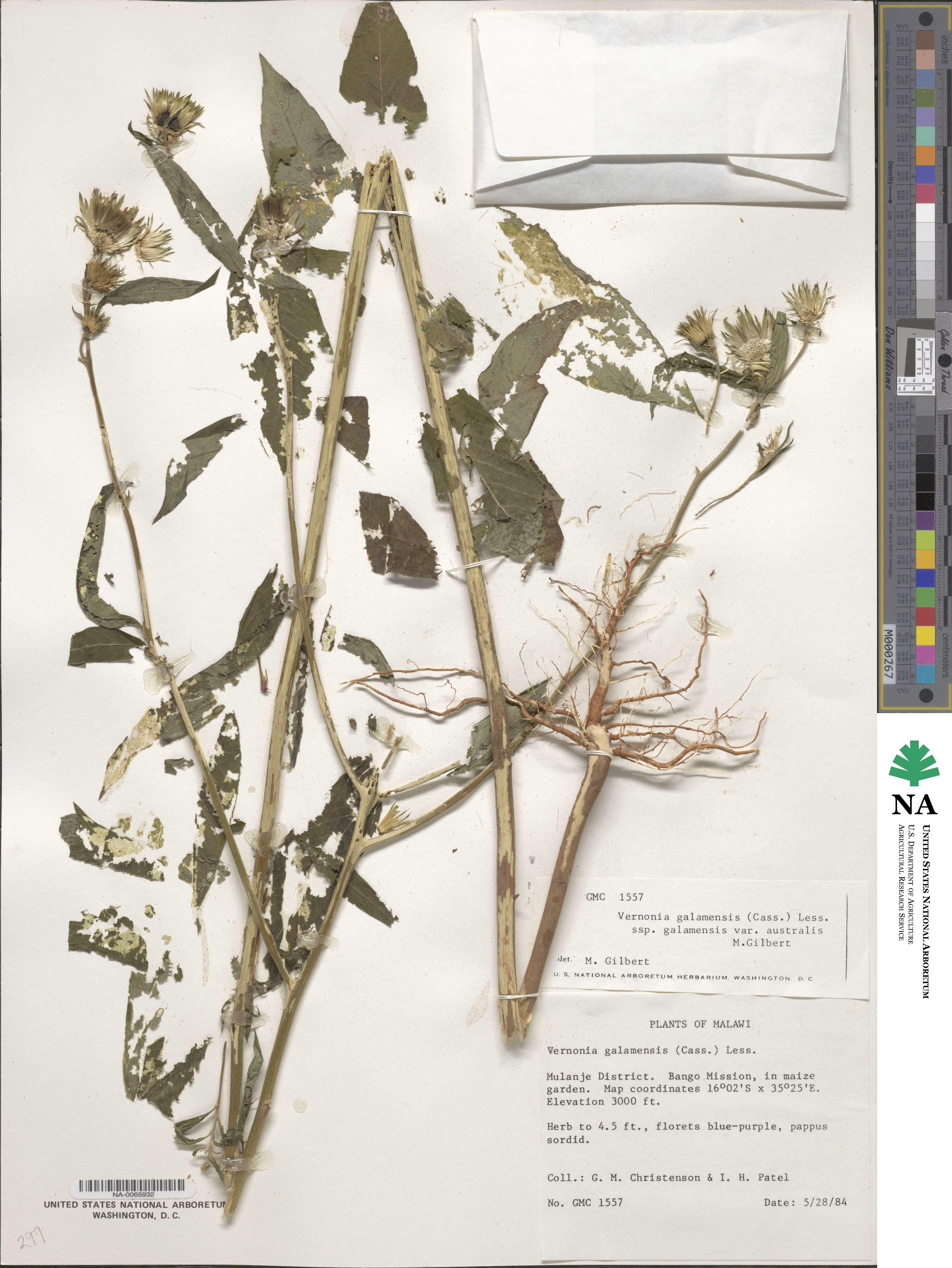 Vernonia galamensis image
