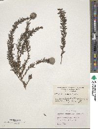 Lespedeza cuneata image