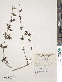 Image of Melissa parviflora