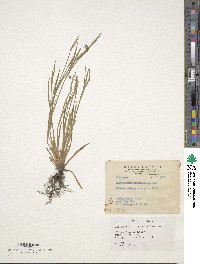 Sisyrinchium angustifolium image