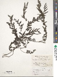 Vandenboschia auriculata image