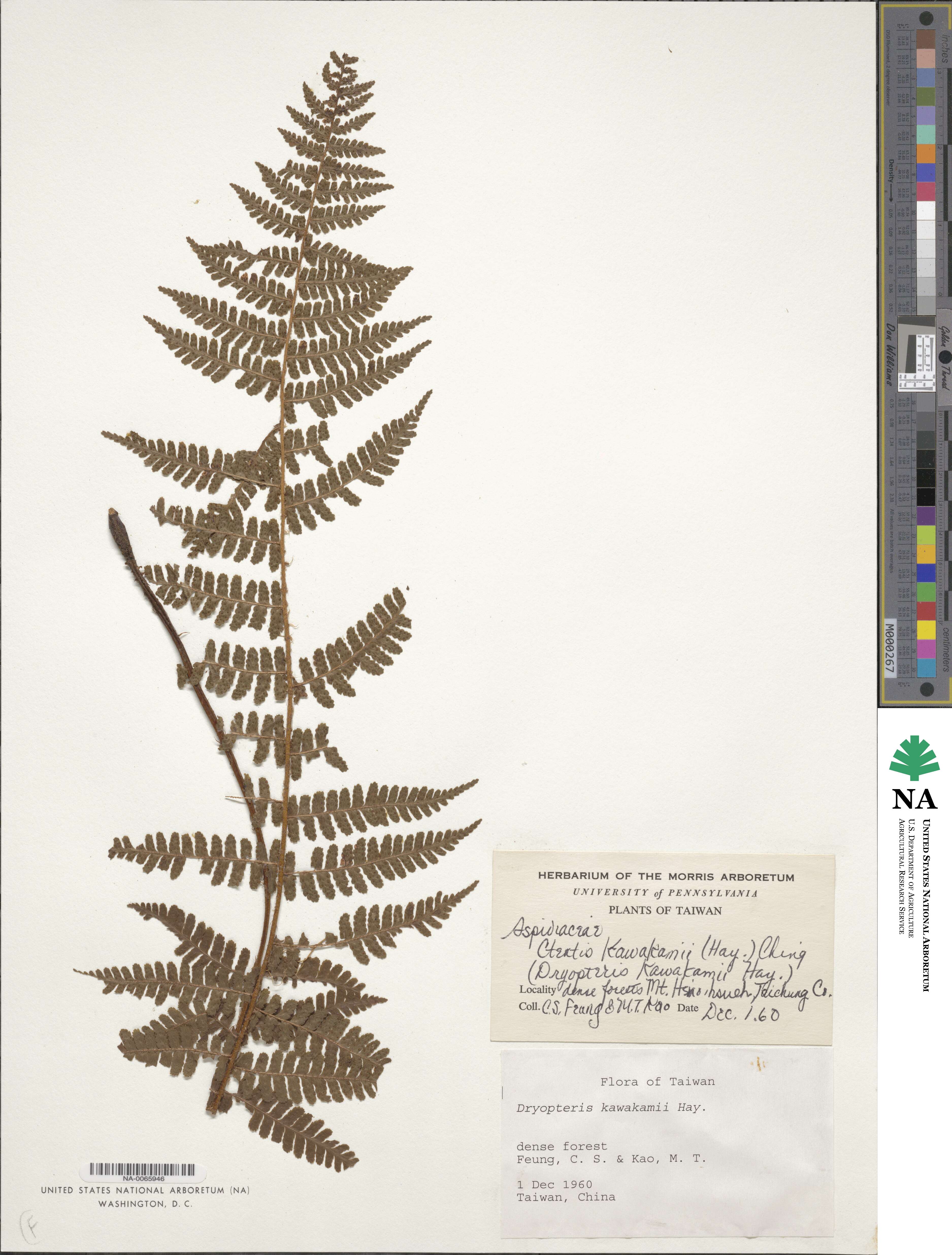 Dryopteris kawakamii image