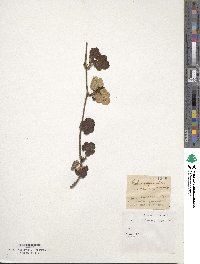 Rubus calycinoides image