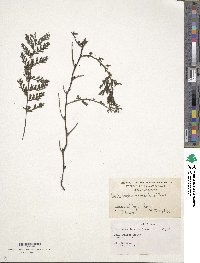 Vandenboschia radicans image