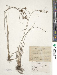 Fimbristylis dichotoma image