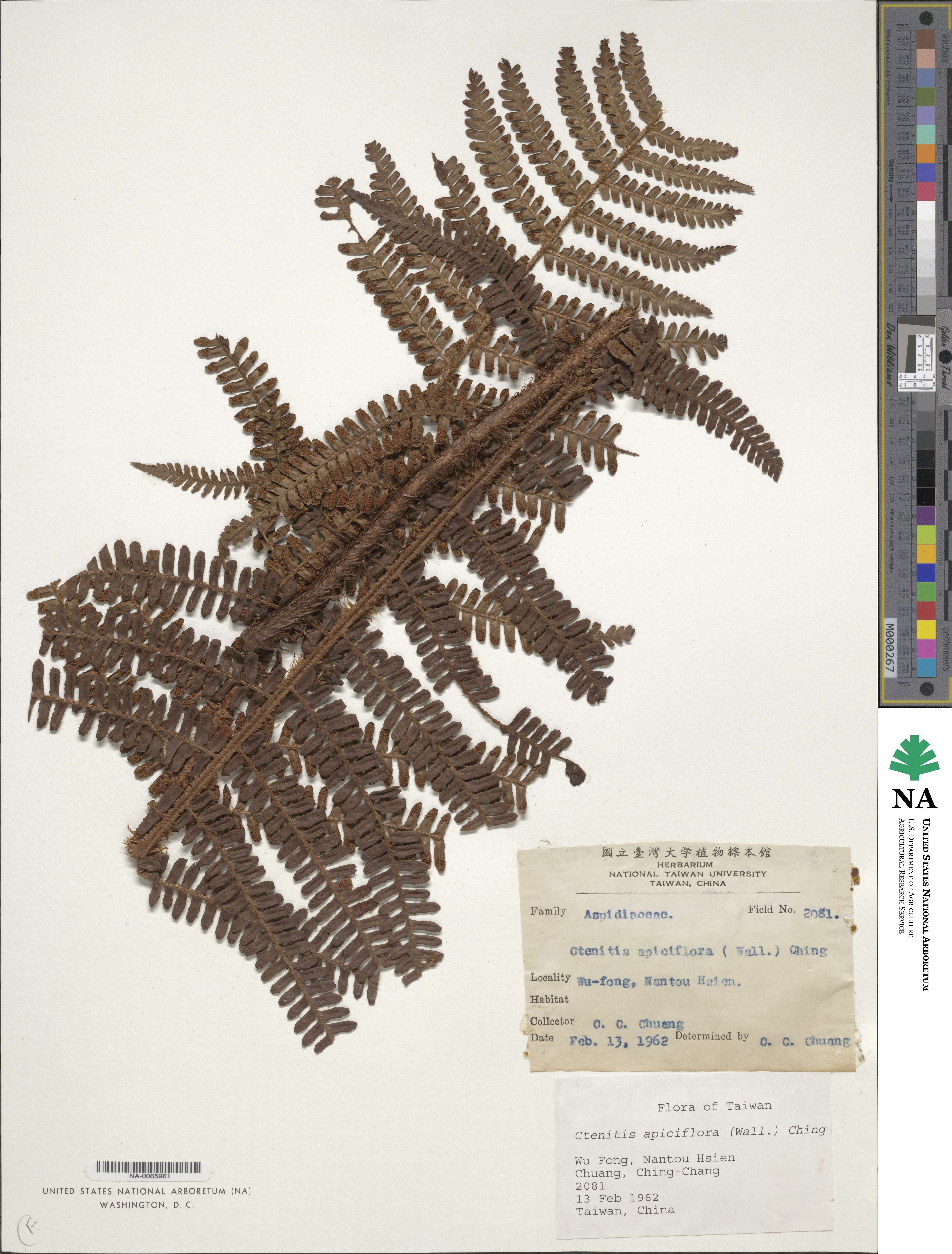 Dryopteris apiciflora image