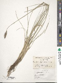 Cenchrus alopecuroides image