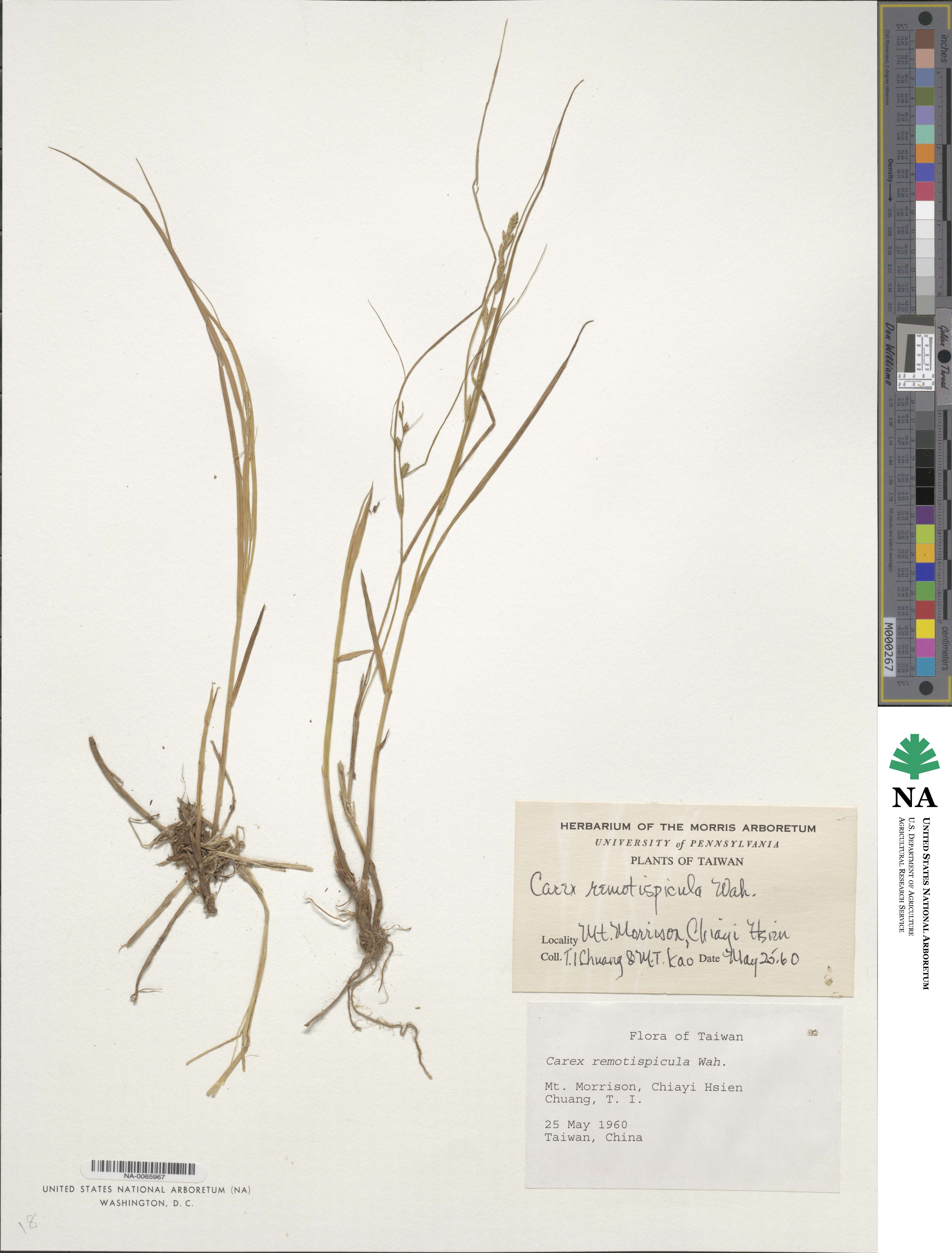 Carex rochebrunei subsp. remotispicula image