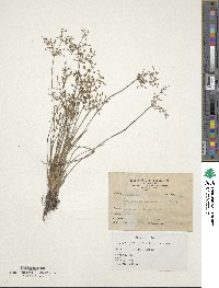 Fimbristylis quinquangularis subsp. quinquangularis image