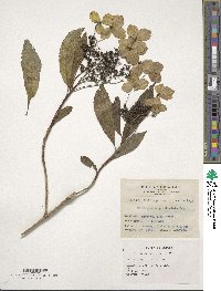 Hydrangea chinensis image