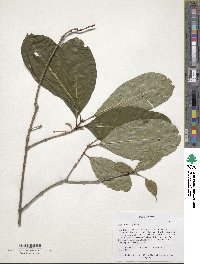 Chionanthus virginicus image