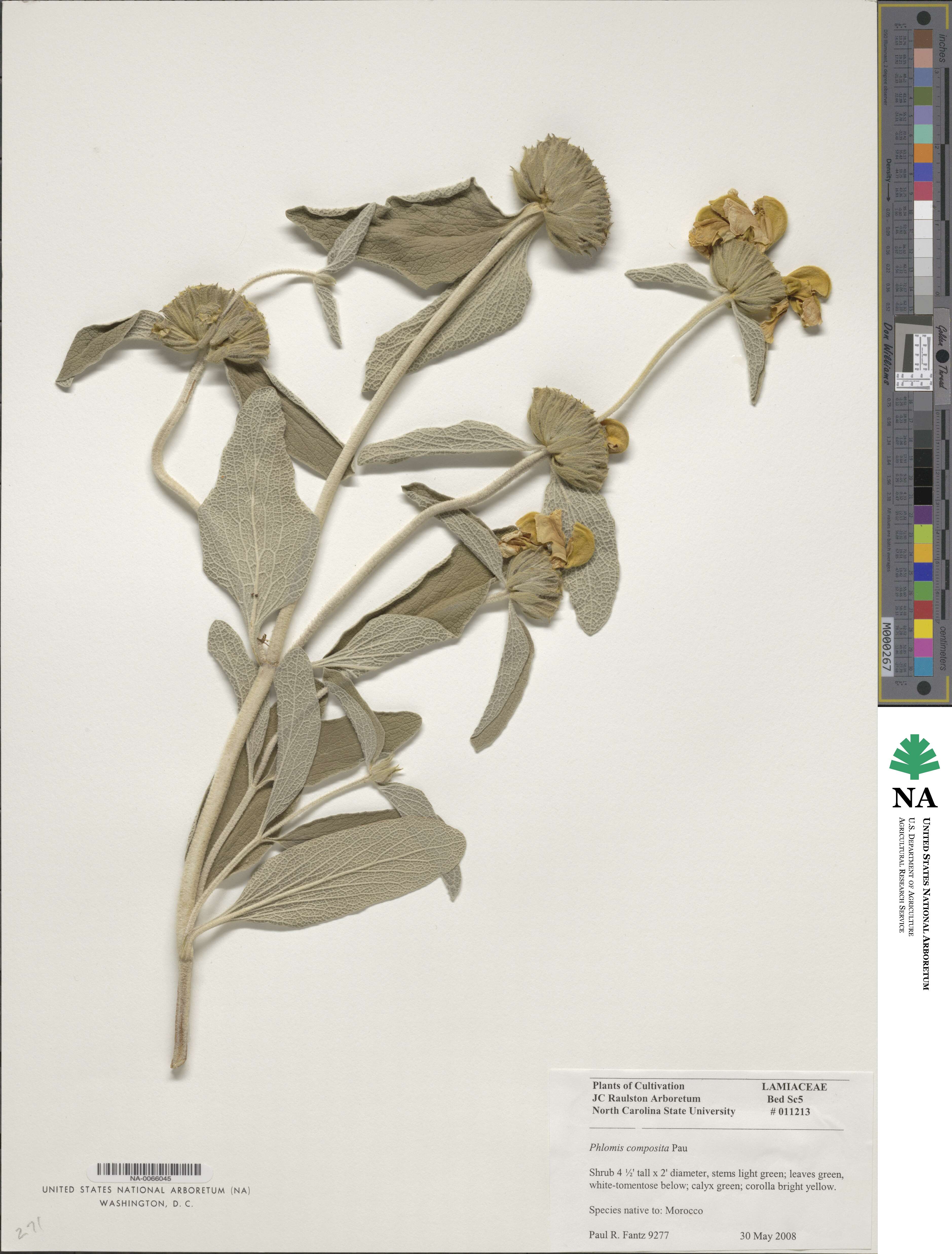 Phlomis composita image