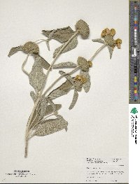 Image of Phlomis composita