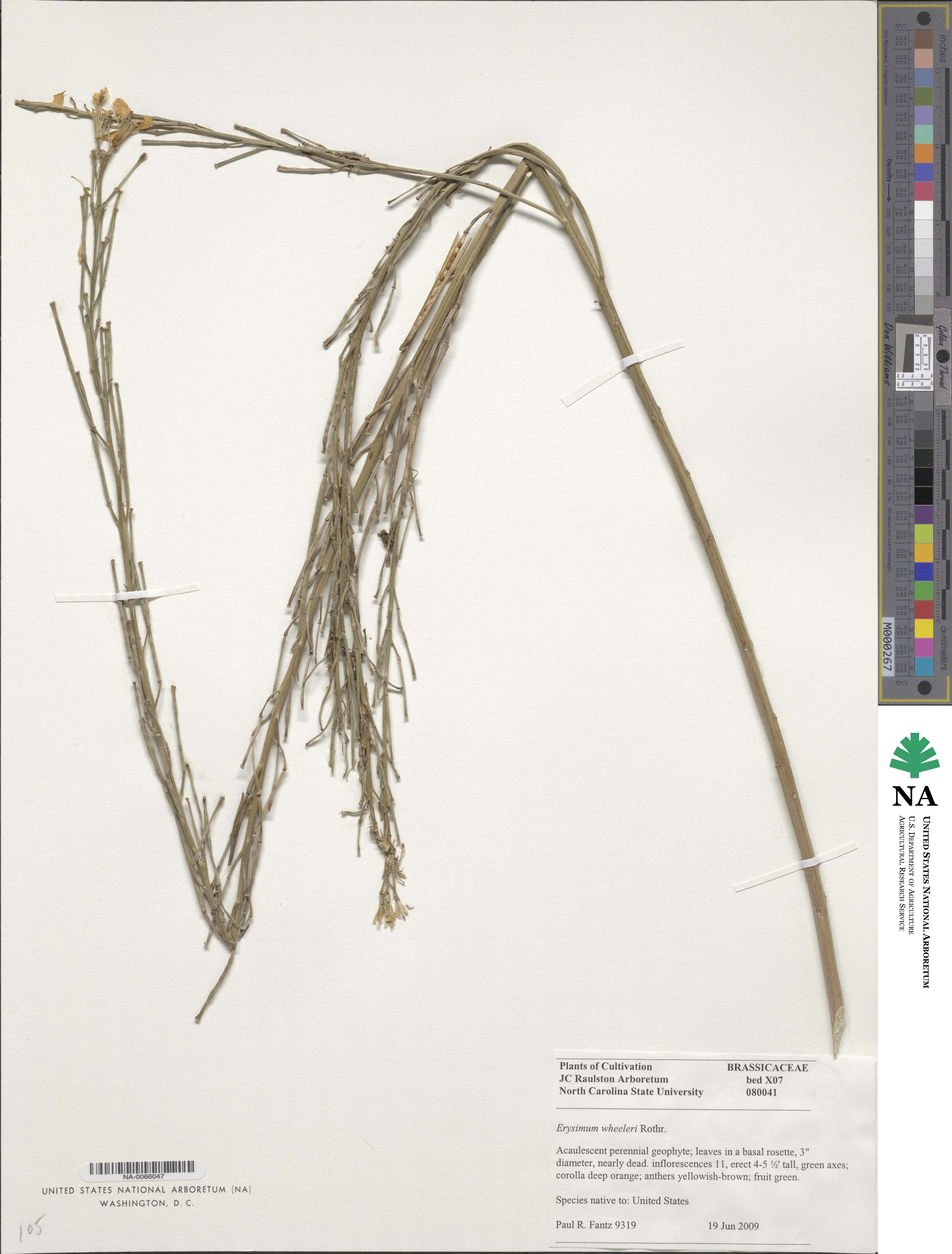 Erysimum wheeleri image