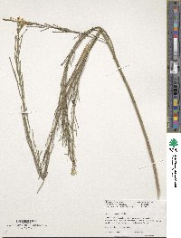 Erysimum wheeleri image