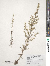 Image of Dittrichia graveolens