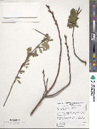 Prunus virginiana f. deamii image