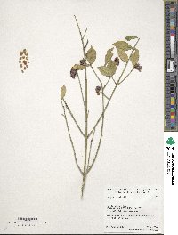 Euonymus americanus image