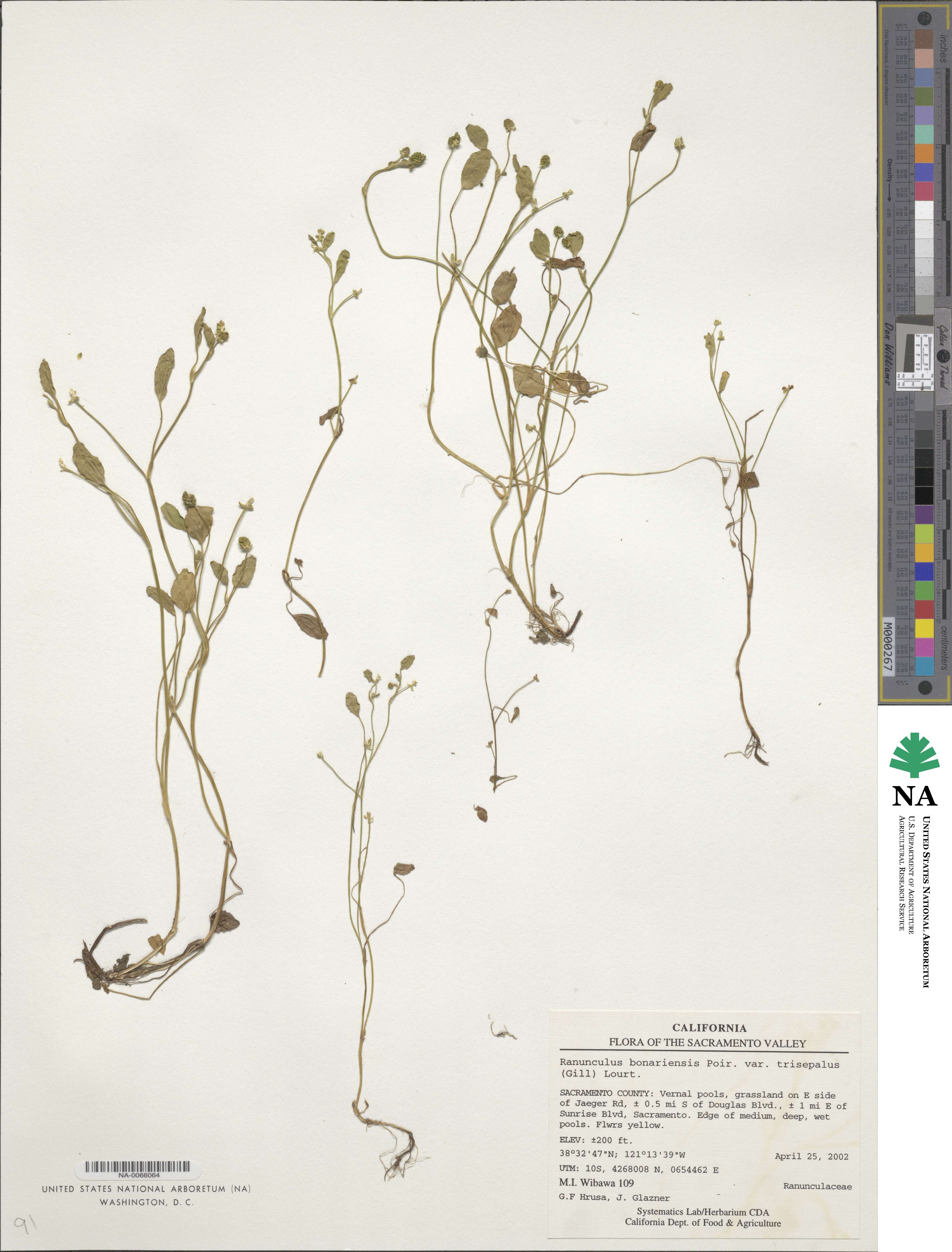 Ranunculus bonariensis subsp. trisepalus image