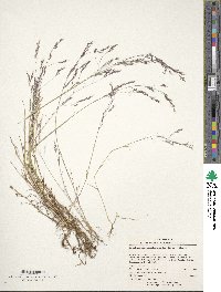 Deschampsia danthonioides image