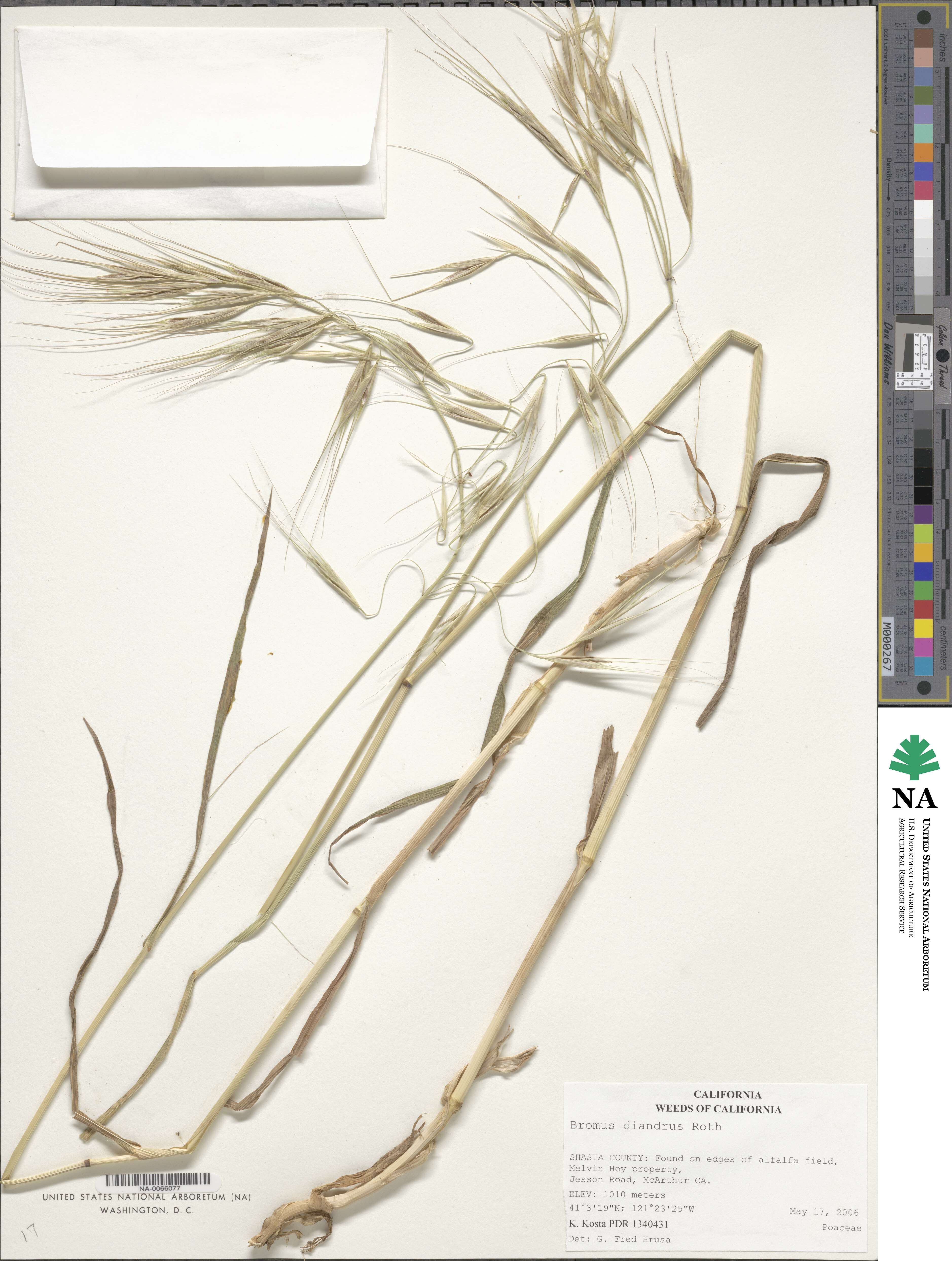 Bromus diandrus image