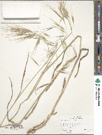 Image of Bromus diandrus