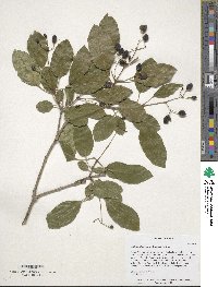 Chionanthus retusus image