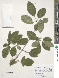 Chionanthus retusus image