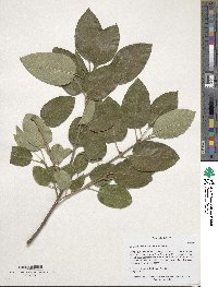 Chionanthus retusus image