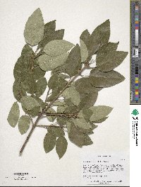 Chionanthus retusus image