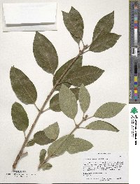 Chionanthus retusus image